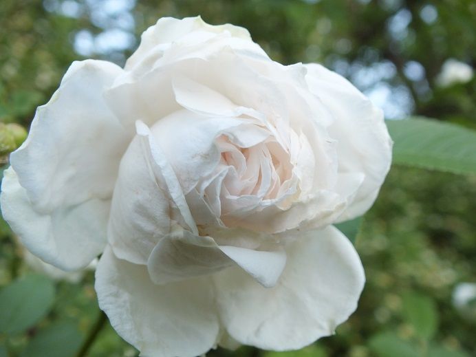  photo sirthomaslipton3_zpsabc2cb9f.jpg